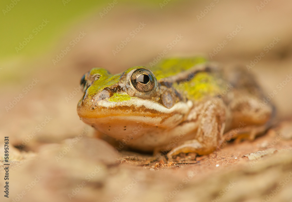 Fototapeta premium Frog