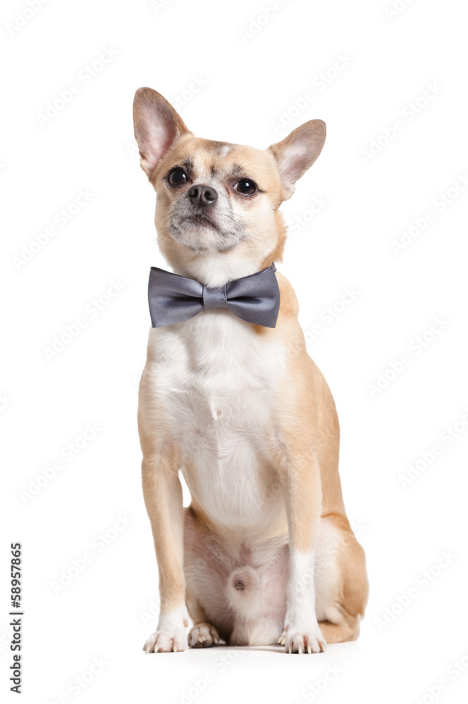 Sitting doggy with grey bow tie, isolated on white