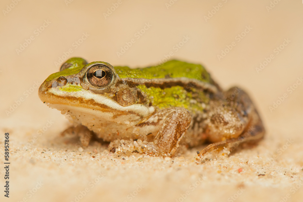 Fototapeta premium Frog