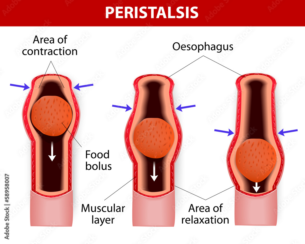 peristalsis. involuntary wavelike muscular contraction. - obrazy, fototapety, plakaty 