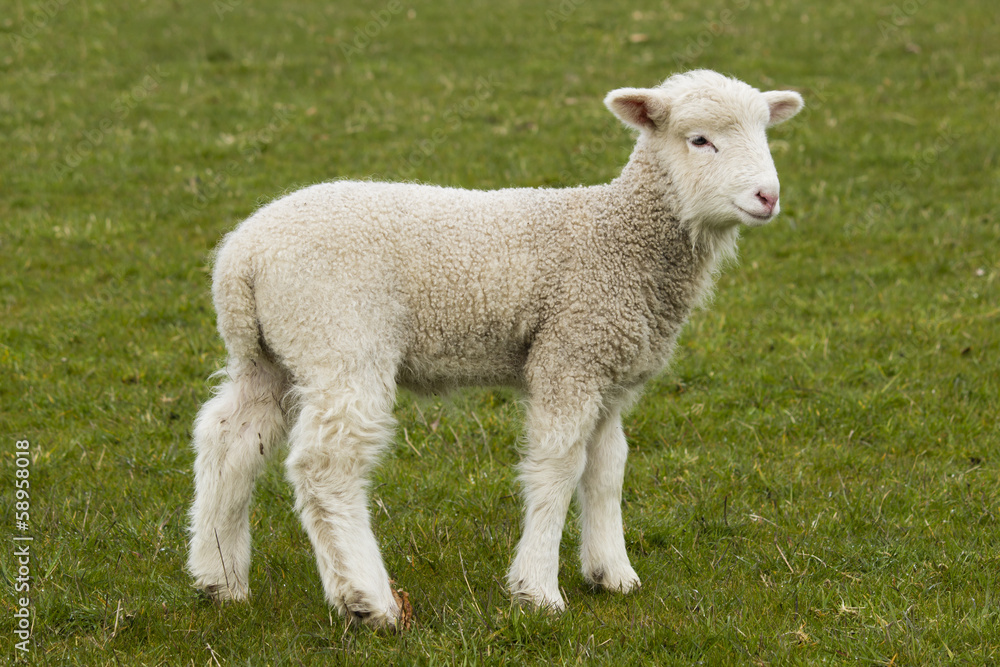 Young, adorable white lamb stading in grass field Young, adorable white lamb stading in grass field