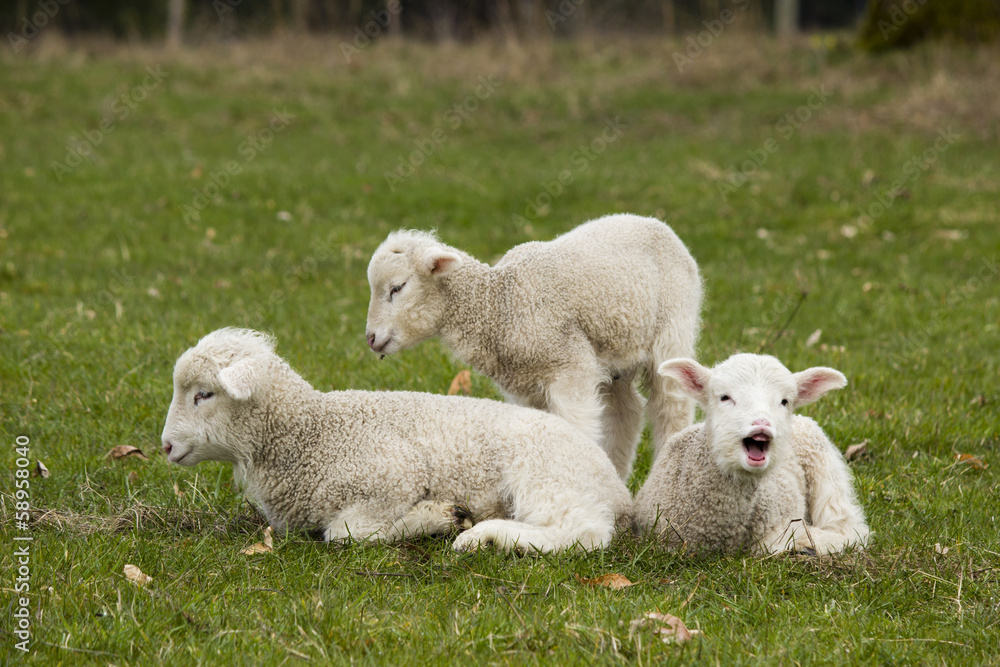 Three adorable white lambs relaxing in grass Three adorable white lambs relaxing in grass
