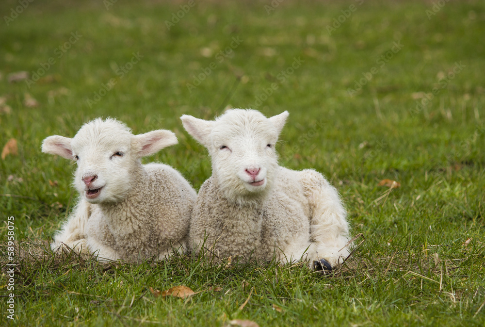 Obraz premium Two adorable young lambs relaxing in grass field