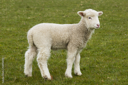 Young, adorable white lamb stading in grass field