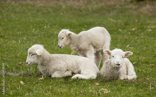 Three adorable white lambs relaxing in grass