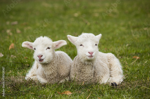 Two adorable young lambs relaxing in grass field