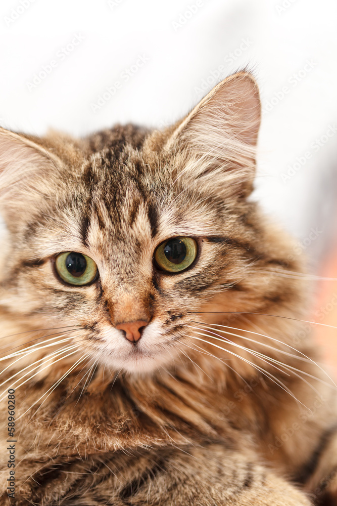 nice cat nice cat