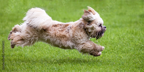 Bild auf Leinwand Tibetan Terrier