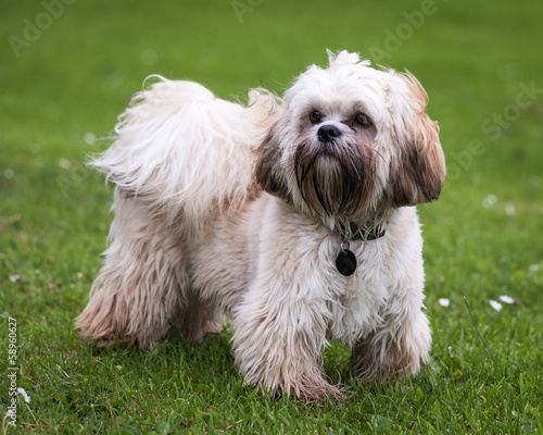 Fotografia Tibetan Terrier