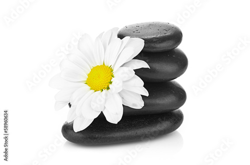 zen basalt stones and daisy isolated on white