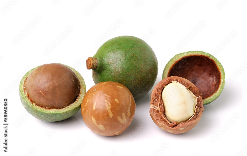 macadamia nuts on white background macadamia nuts on white background