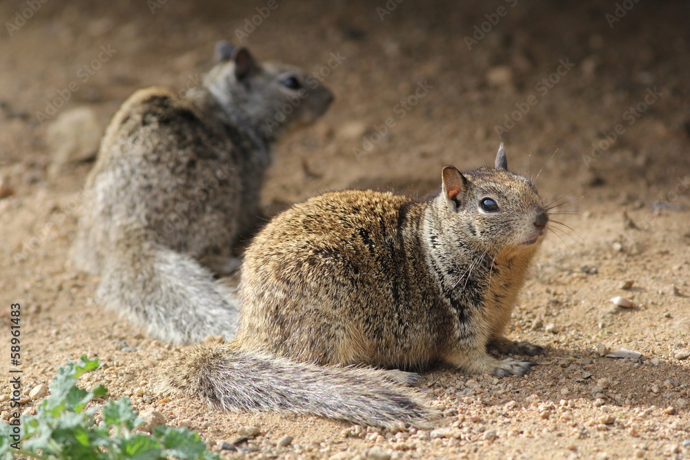 Naklejka premium Two California Ground Squirrels