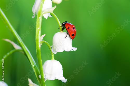 Fotografiet ladybug sits on a flower