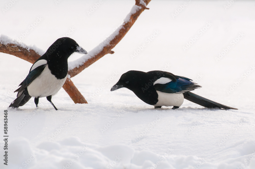 Magpie Pica Pica