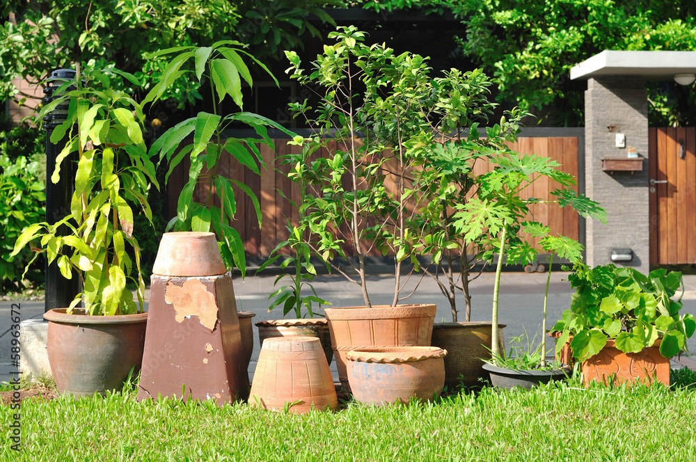 Various plant-pots in garden
