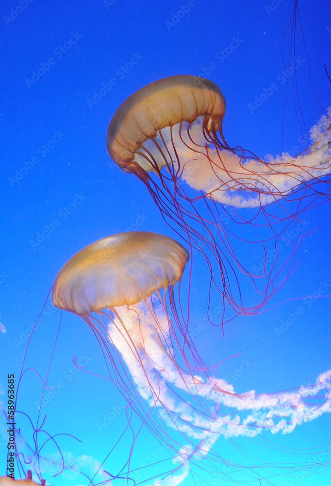 Fototapeta premium Chrysaora fuscescens jellyfish in blue water