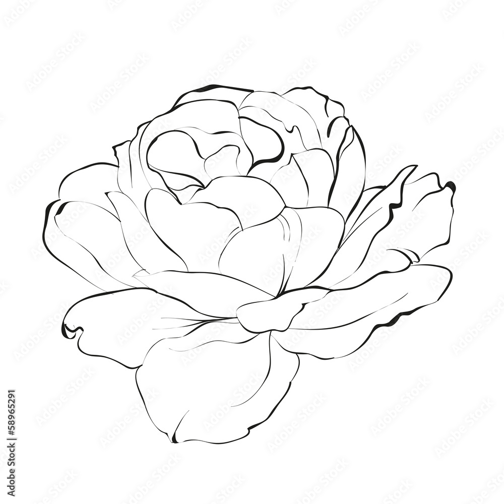 Contour of rose. Contour of rose.