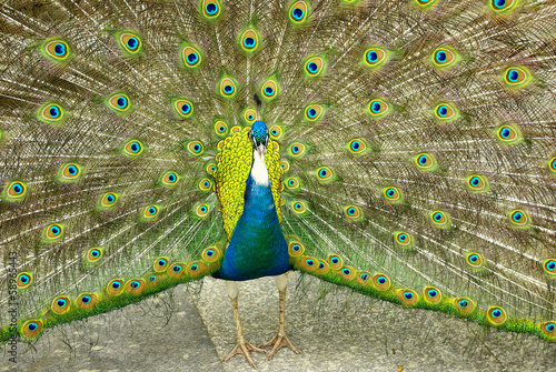 Blauer Pfau, Pavo cristatus