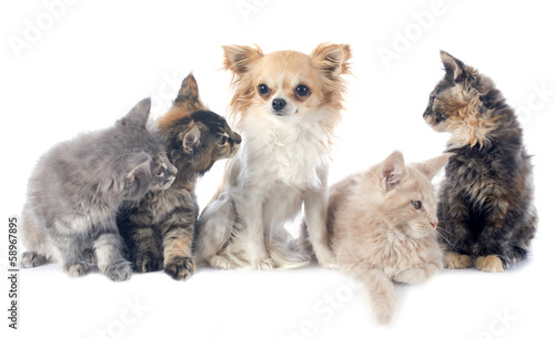 maine coon kitten and chihuahua