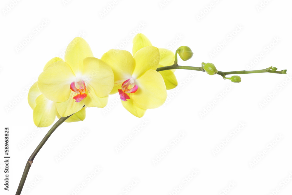 Obraz premium Orchid flower