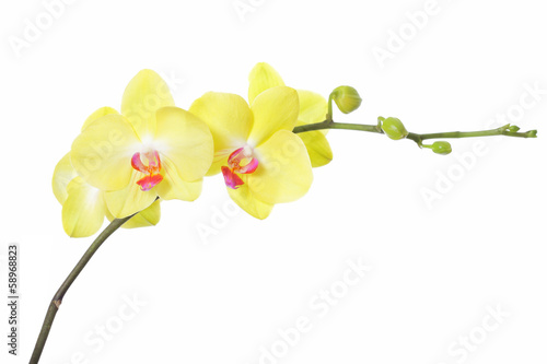 Fototapeta Naklejka Na Ścianę i Meble -  Orchid flower
