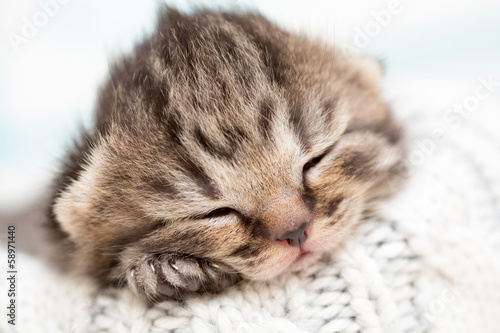 Fototapeta Naklejka Na Ścianę i Meble -  Sleeping baby kitten