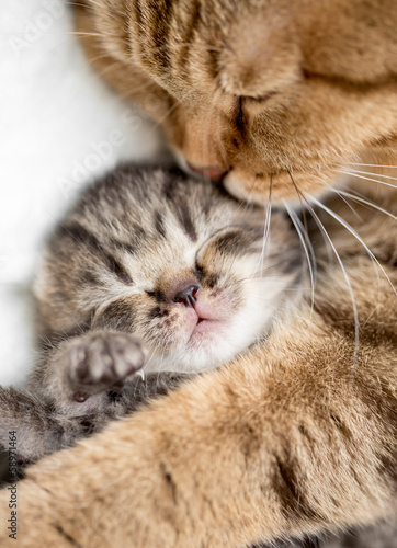 mother cat hugging little kitten