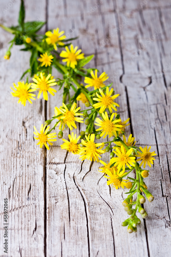 Obraz premium wild yellow flowers