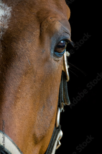 Pferd © Richard Schramm