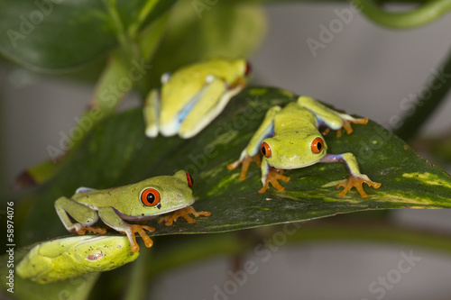 Frosch - Rotaugenlaubfrosch / Agalychnis callidryas