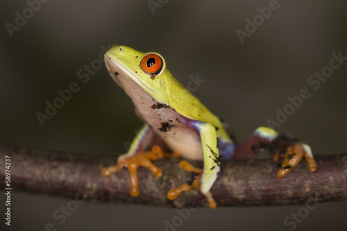 Frosch - Rotaugenlaubfrosch / Agalychnis callidryas