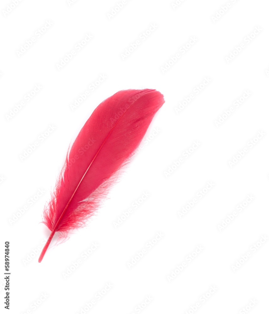 colors feather colors feather