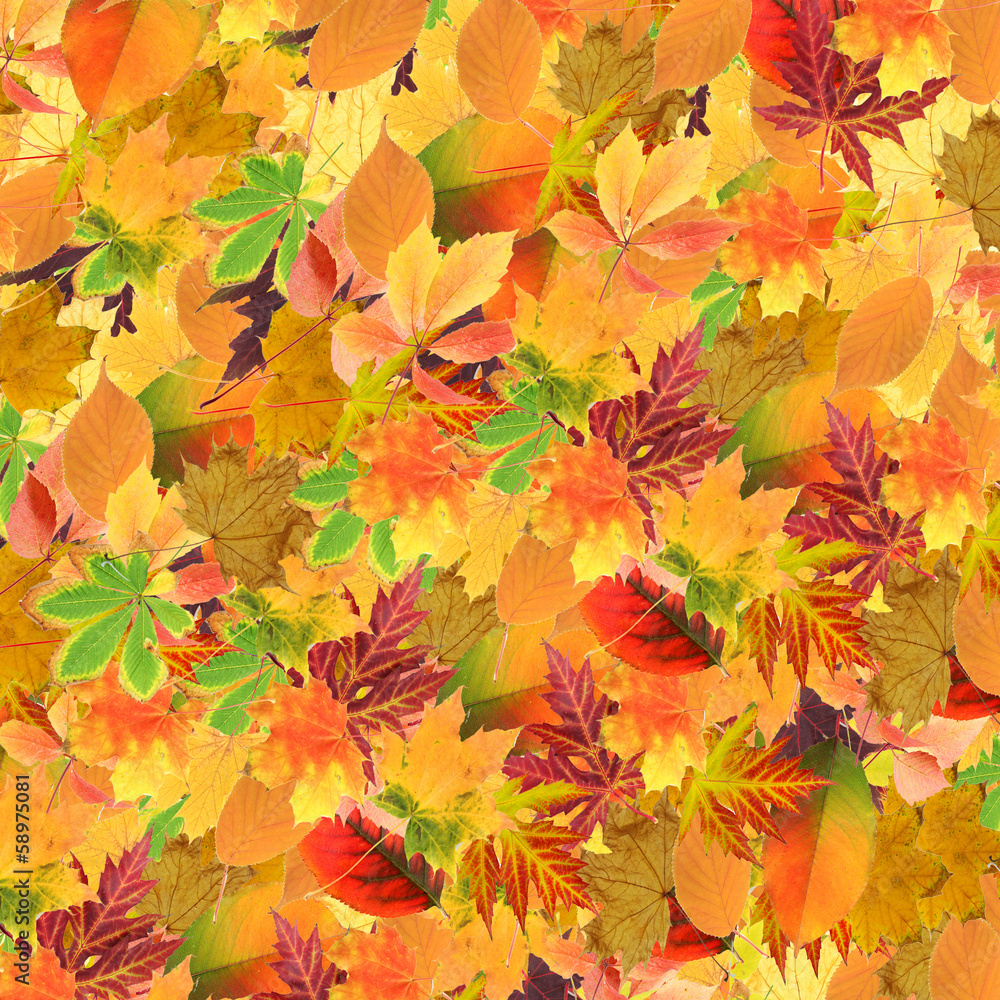 Beautiful colored autumn leaves background
