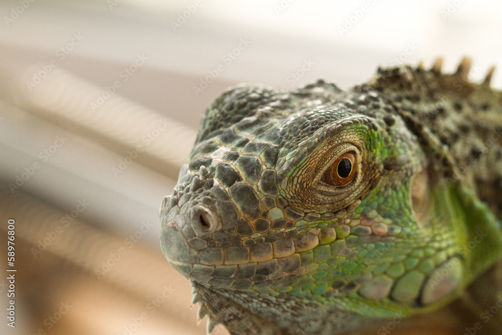 Fototapeta premium Iguana eye