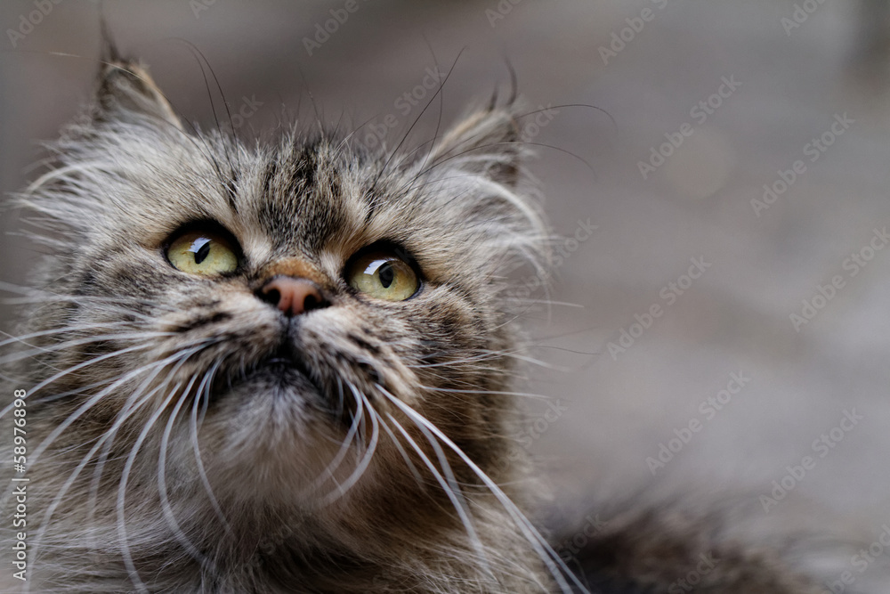 Cat portrait Cat portrait