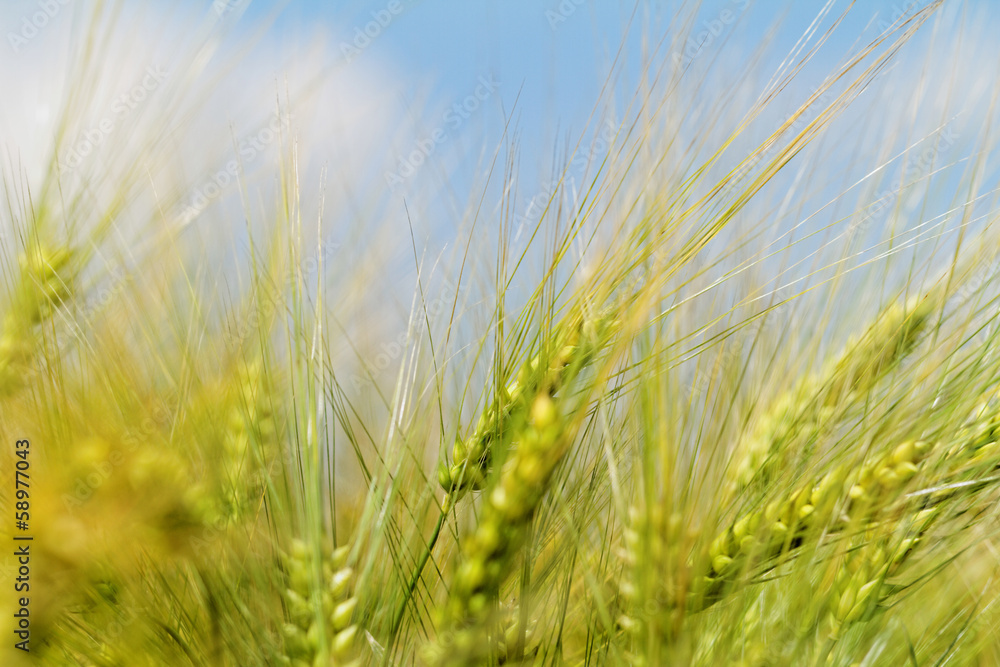 Green and yellow wheat Green and yellow wheat
