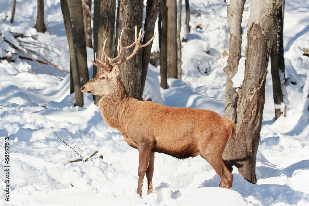 cerf rouge en hiver