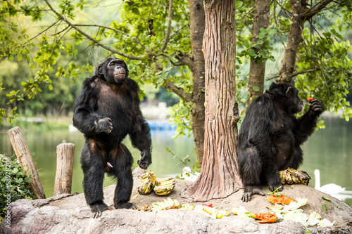 chimpanzee in  chiangmai-nightsafari chiangmai Thailand