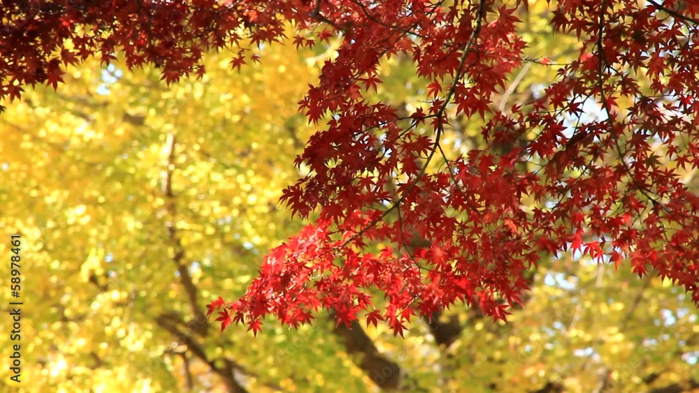 colored leaves colored leaves