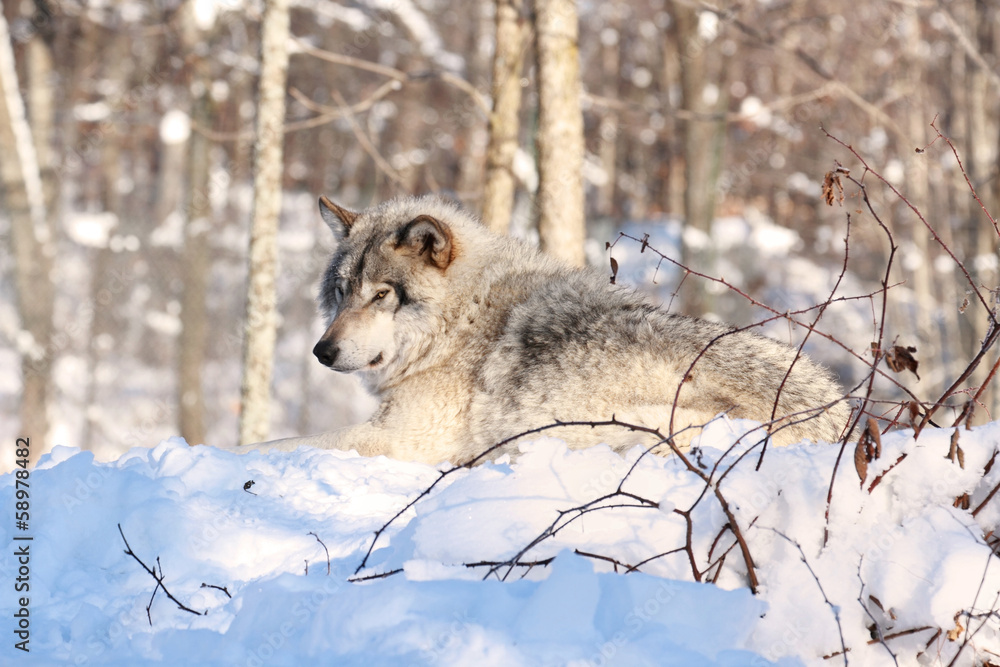 Obraz premium loup gris au repos