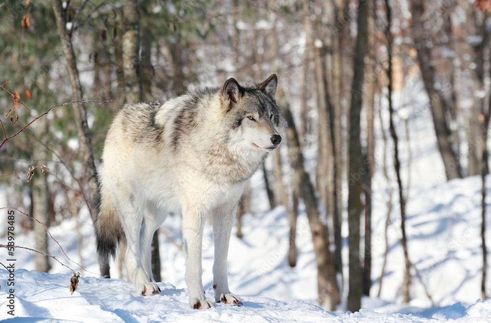 loup en foret loup en foret