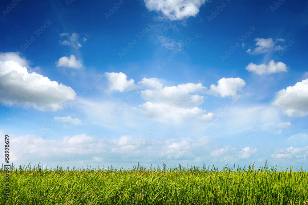 field of green fresh grass under blue sky field of green fresh grass under blue sky
