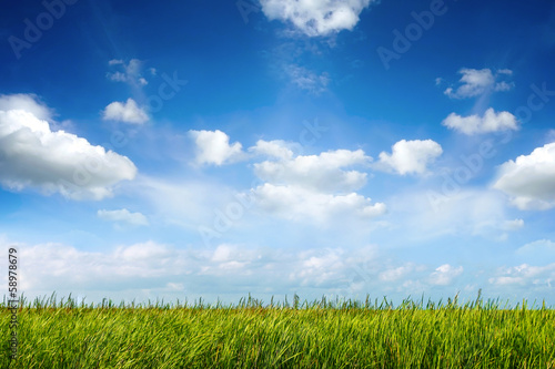 field of green fresh grass under blue sky