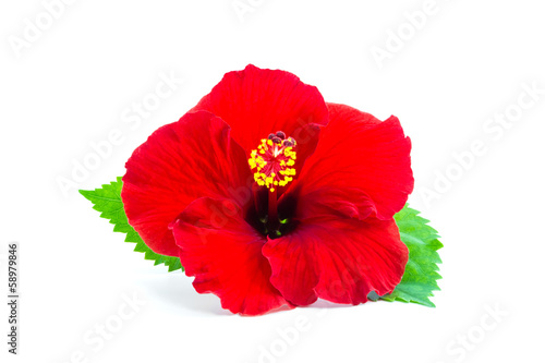 a red hibiscus flower isolated. © amnach