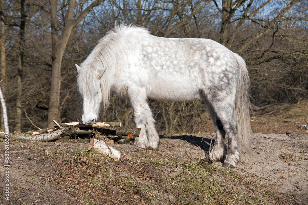 white horse white horse