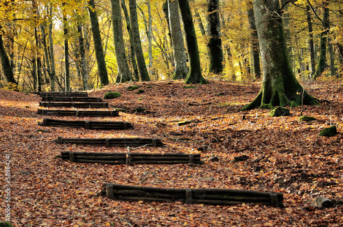 autumn forest