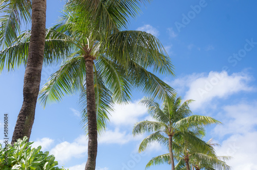 グアムヤシの木