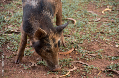 グアムの野生の豚