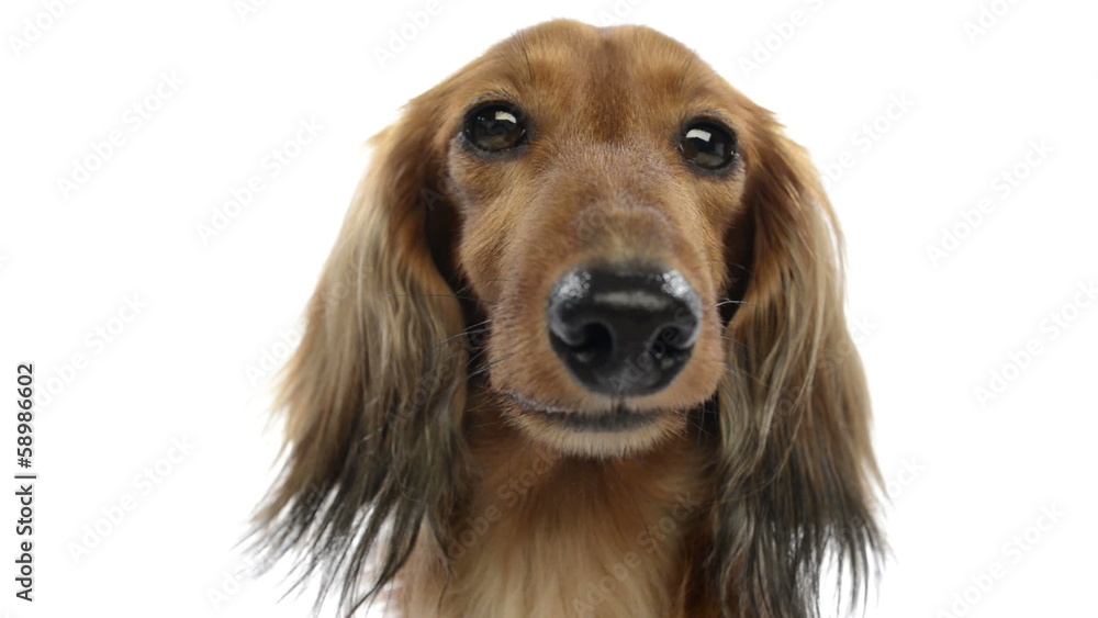 Wide angle close-up of a Dachshund Wide angle close-up of a Dachshund