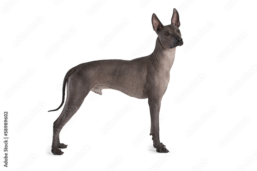 Mexican xoloitzcuintle male dog Mexican xoloitzcuintle male dog